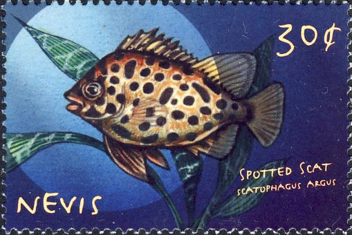 Scatophagus argus Scatophagus argus