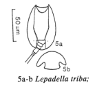 Lepadella triba
