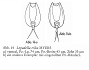 Lepadella triba