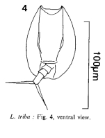 Lepadella triba