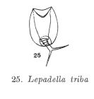 Lepadella triba