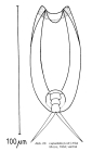 Lepadella triba