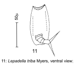 Lepadella triba