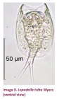 Lepadella triba