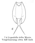 Lepadella triba