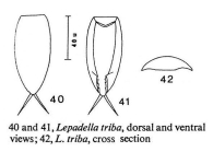 Lepadella triba