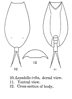 Lepadella triba - Original description image