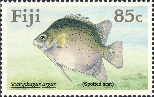 Scatophagus argus