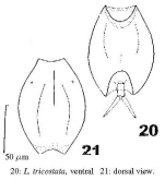 Lepadella tricostata
