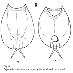 Lepadella tricostata - Original description image