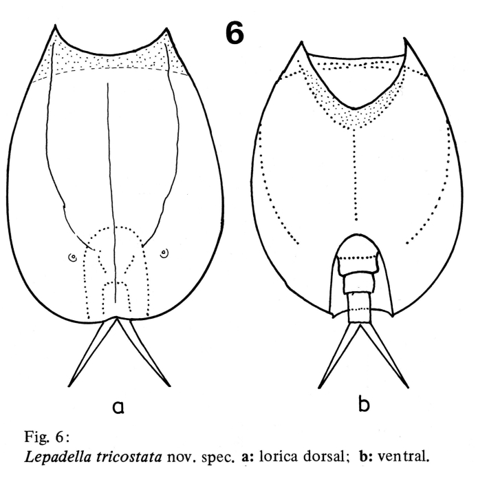 Lepadella tricostata Lepadella tricostata