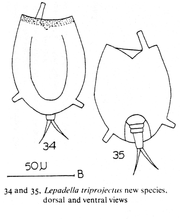 Lepadella triprojectus - Original description image