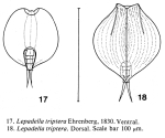 Lepadella triptera