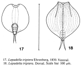 Lepadella triptera