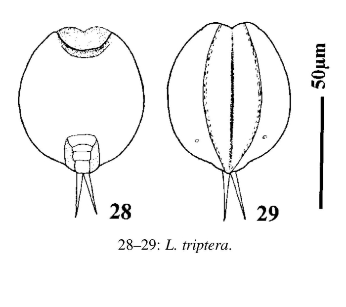 Lepadella triptera Lepadella triptera