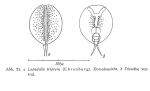 Lepadella triptera