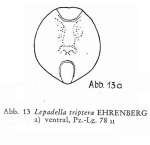Lepadella triptera