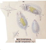 Lepadella triptera