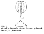 Lepadella triptera