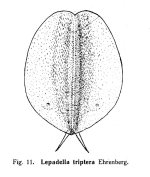 Lepadella triptera