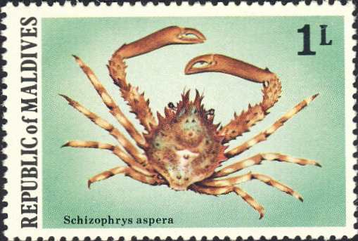 Schizophrys aspera