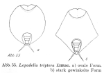Lepadella triptera