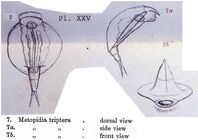Lepadella triptera