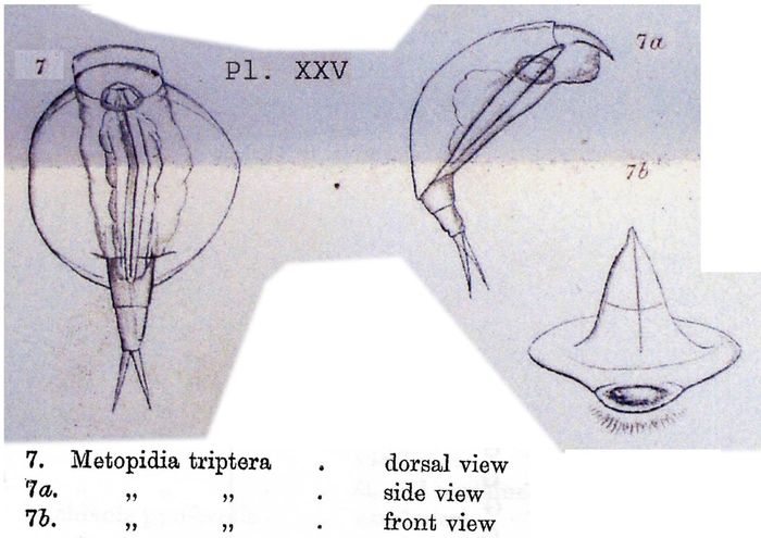 Lepadella triptera Lepadella triptera