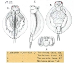 Lepadella triptera