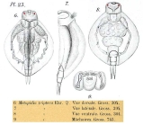 Lepadella triptera
