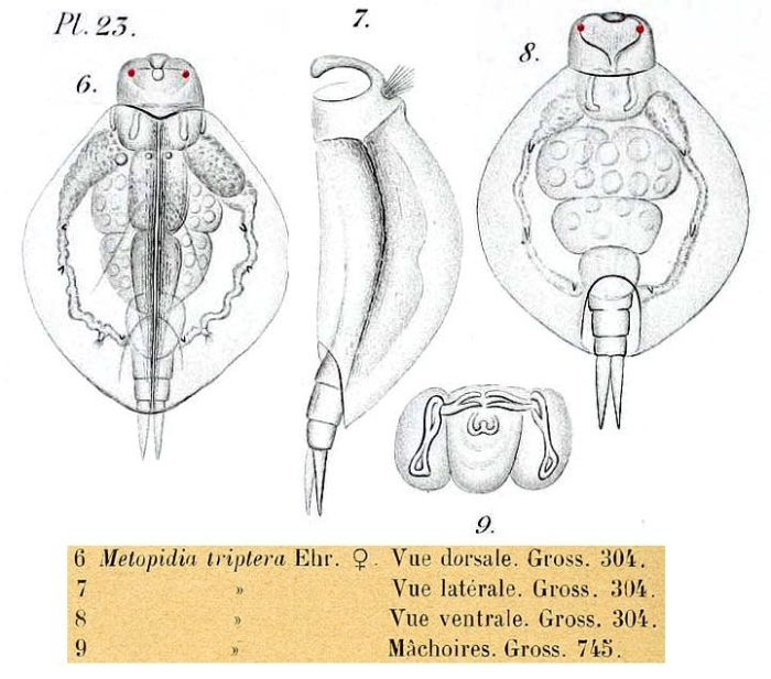 Lepadella triptera Lepadella triptera