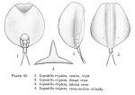 Lepadella triptera