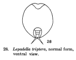 Lepadella triptera