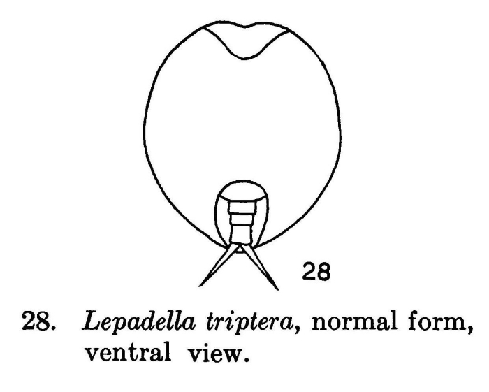 Lepadella triptera Lepadella triptera