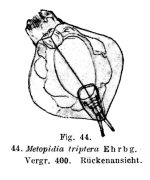 Lepadella triptera