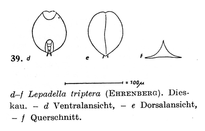 Lepadella triptera Lepadella triptera