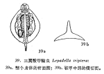 Lepadella triptera