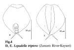 Lepadella triptera