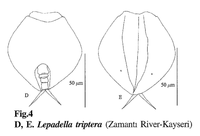 Lepadella triptera Lepadella triptera