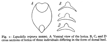 Lepadella triptera