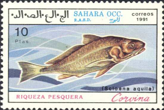 Sciaena aquila Sciaena aquila