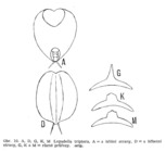 Lepadella triptera