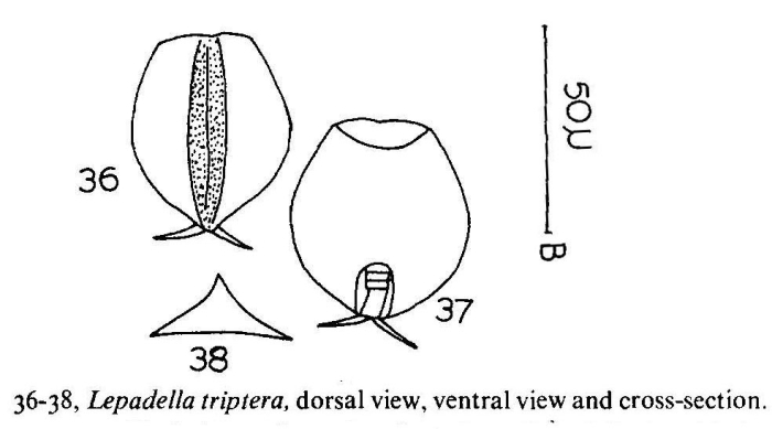 Lepadella triptera Lepadella triptera