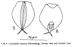 Lepadella triptera