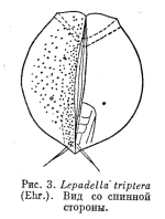 Lepadella triptera