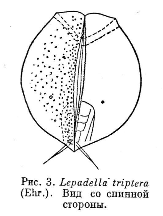 Lepadella triptera Lepadella triptera