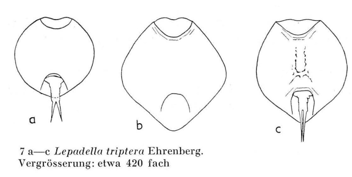 Lepadella triptera Lepadella triptera