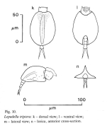 Lepadella triptera