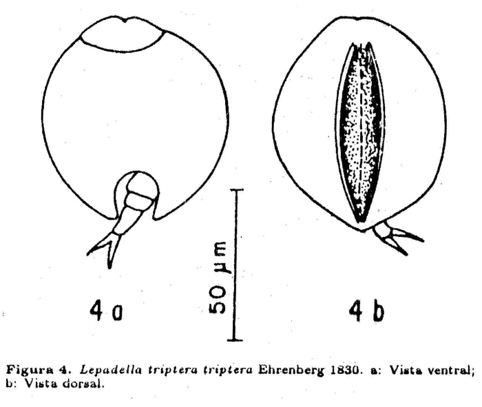 Lepadella triptera Lepadella triptera