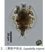 Lepadella triptera